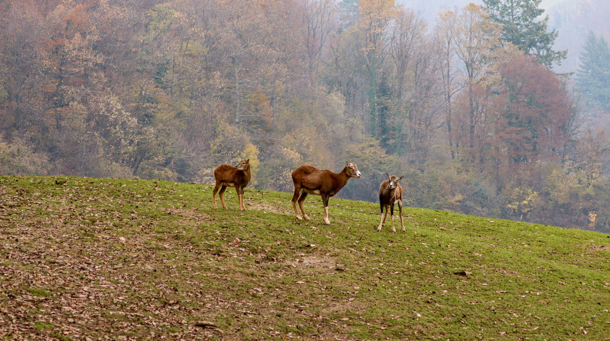 Faune Sauvage, Observation Des Oiseaux Et Entretien Du Jardin